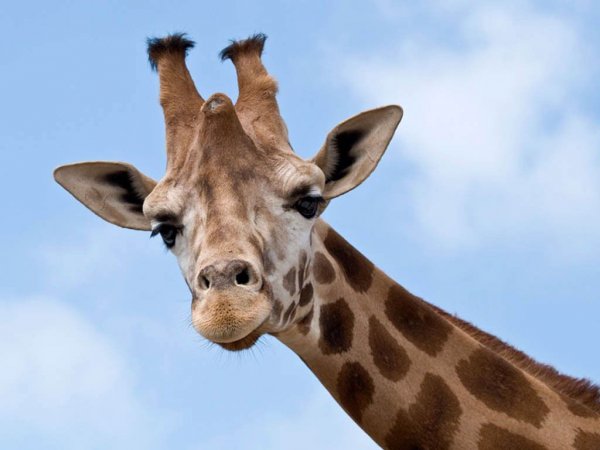Жираф убил оператора при съемке телепередачи о диких животных