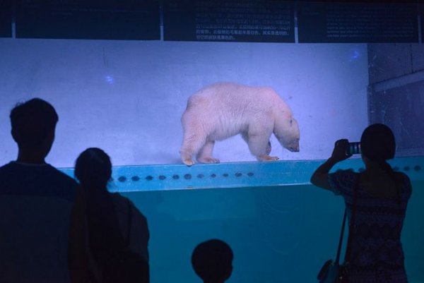 National Geographic рассказал, что случилось с самым грустным полярным медведем
