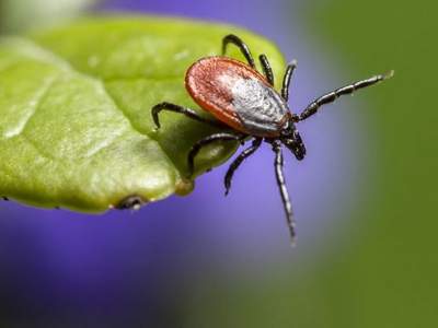 Названы самые опасные насекомые для отдыхающих на природе