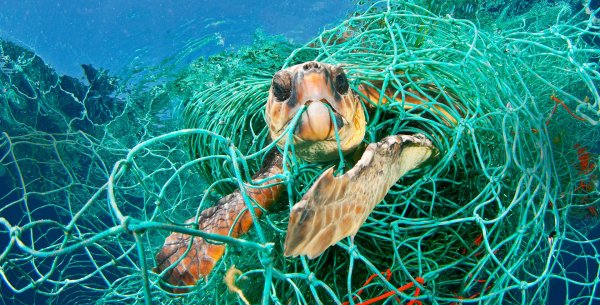 На архипелаге Флорида-кис нашли запутавшуюся в сетях 150-килограммовую черепаху
