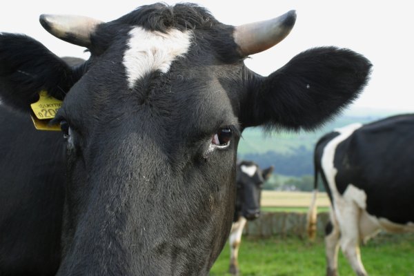 В Японии массово вымирают клонированные коровы