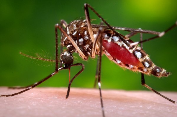 Жители Воронежской области жалуются на нашествие комаров