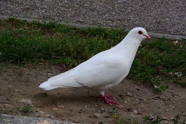 Опасный для людей голубь был обнаружен в Иркутске