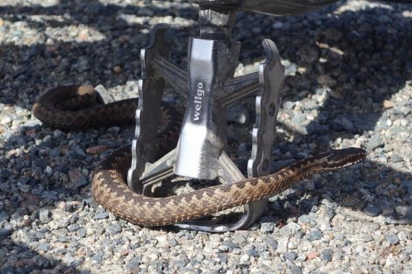Житель Мурманской области столкнулся с редкой ядовитой змеей