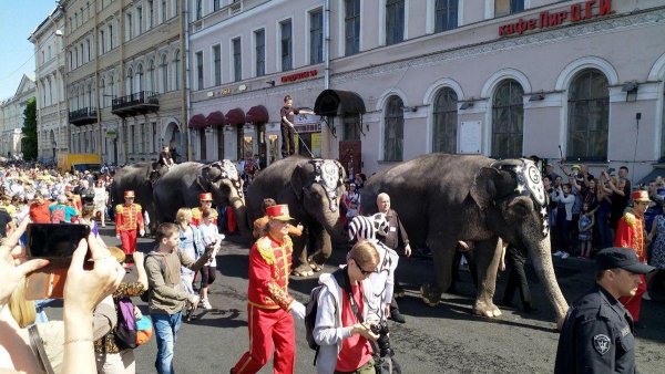 В Петербурге по улице прошлись настоящие слоны