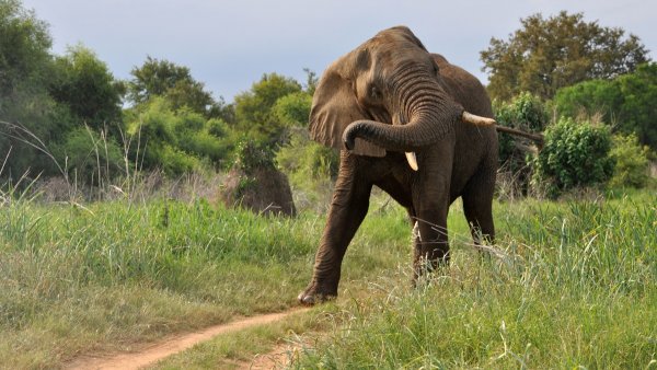 В Индии Разгневанный слон затоптал своего хозяина
