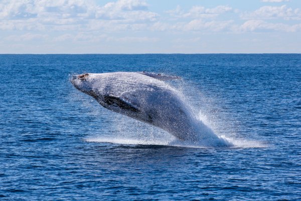 Появившийся в Красном море синий кит удивил экологов