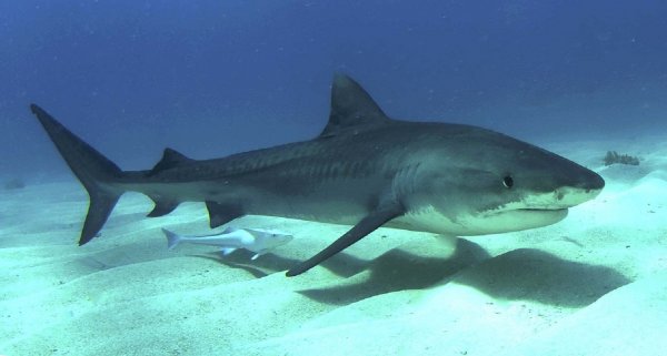 В Бразилии тигровая акула лишила 