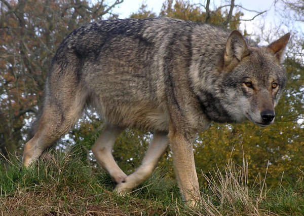 В Беловежской пуще открылась вакансия для желающих перевоплотиться в волка