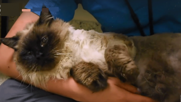 В Калифорнии ожиревшего бездомного кота спасли волонтеры