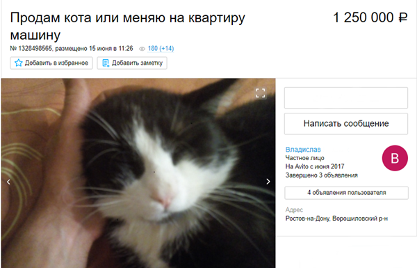 В Ростове мужчина продает кота за 1,25 миллиона рублей или меняет на квартиру
