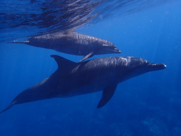 В Одессе самка дельфина родила прямо во время представления