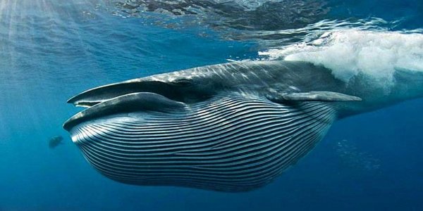 Возле Австралии сфотографировали прыгнувшего из воды 20-тонного кита