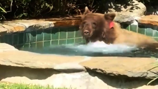 В США медведь-мажор пробрался в дом, искупался в бассейне и выпил коктейль