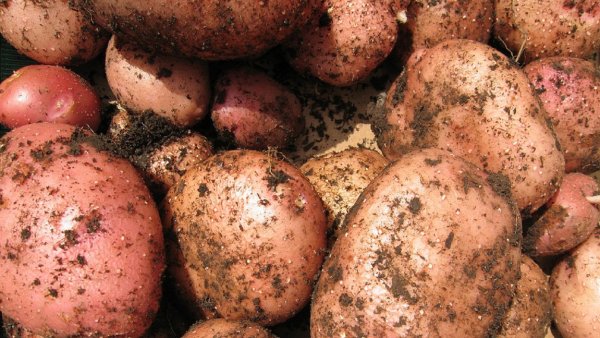Роспотребнадзор не запрещает сажать картошку для личных нужд