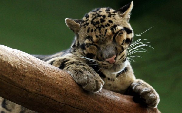 Во Владивостоке котенка леопарда вскармливает кокер-спаниель