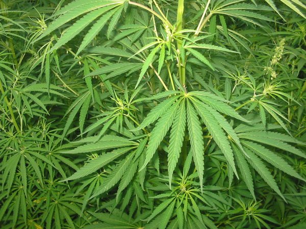Британцы настроены на легализацию марихуаны