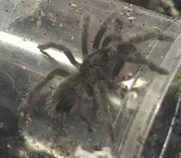 Гигантские тарантулы оказались на свободе и вызвали панику у жителей Британии