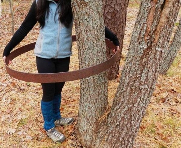 Жительница Индианы обнаружила загадочное литое кольцо, накинутое на дерево