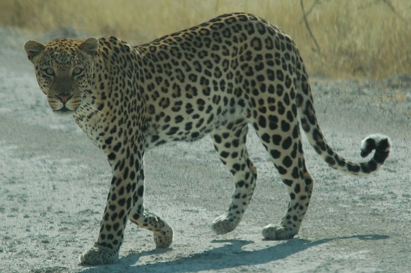 В ЮАР леопард разнял двух дерущихся антилоп и остался голодным