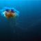 Это настоящий монстр: Британцы ужаснулись от вида выброшенной на берег огромной медузы