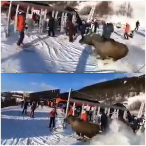 Россиянам на заметку! Дикий лось атаковал туристов на горнолыжном курорте Швеции